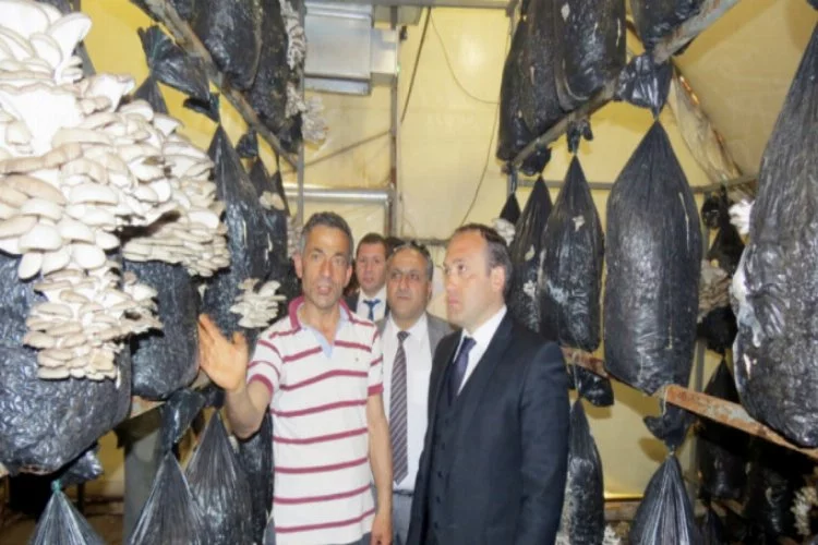 Bursa'da istiridye mantarı yetiştiriciliği yaygınlaşıyor