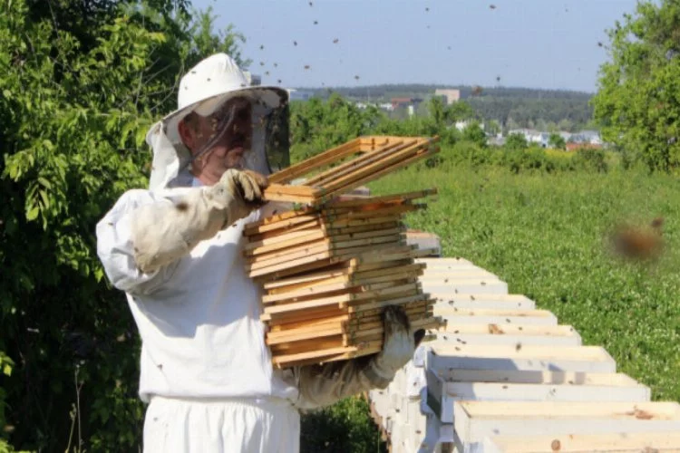 Bursalılar arı sütünün hasadına başladı! Kilosu 4 bin lira