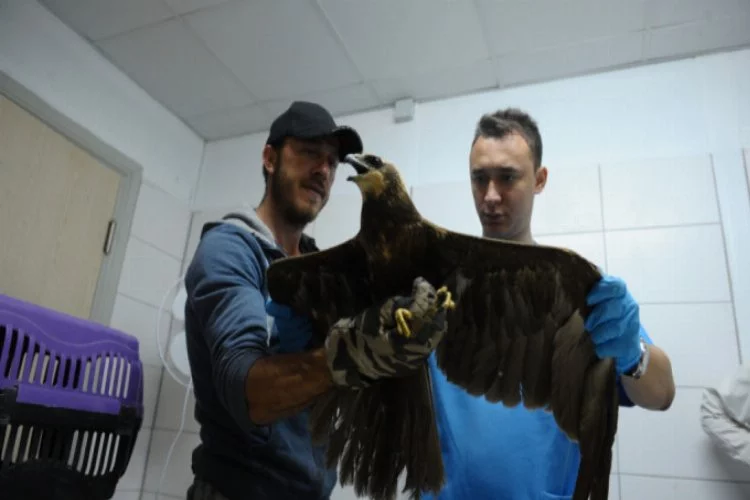 Bursa'da yaralı bulunan yırtıcı kuş tedavi altında