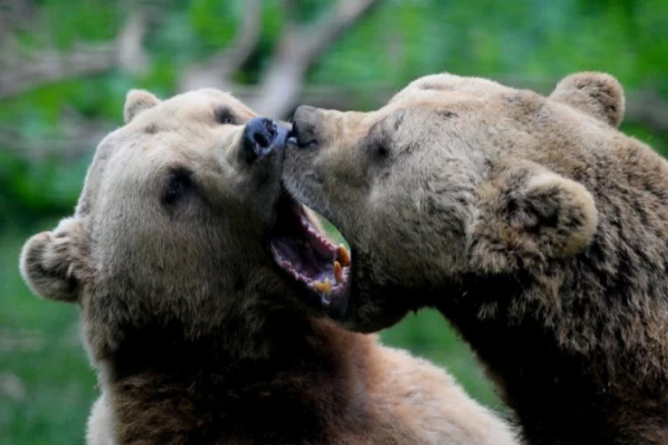 Bursa'da barınaktaki ayıların keyifli anları kameralara yansıdı