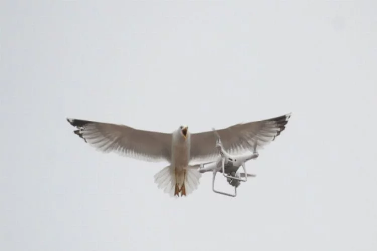 Bursa'da martıların drone ile imtihanı
