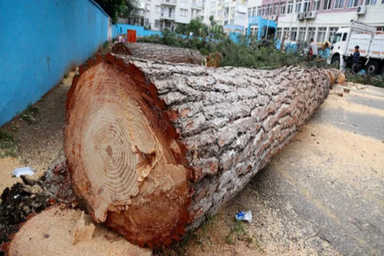 65 yıllık ağaçlar kesildi!
