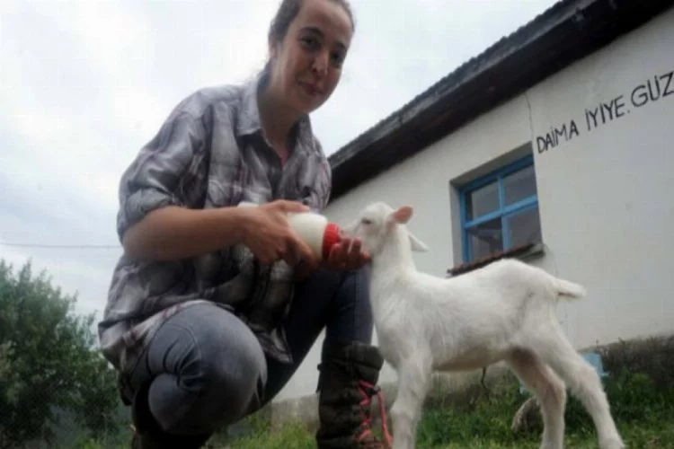 İki dil bilen 'Nişantaşı kızı'' köyde keçi güdüyor