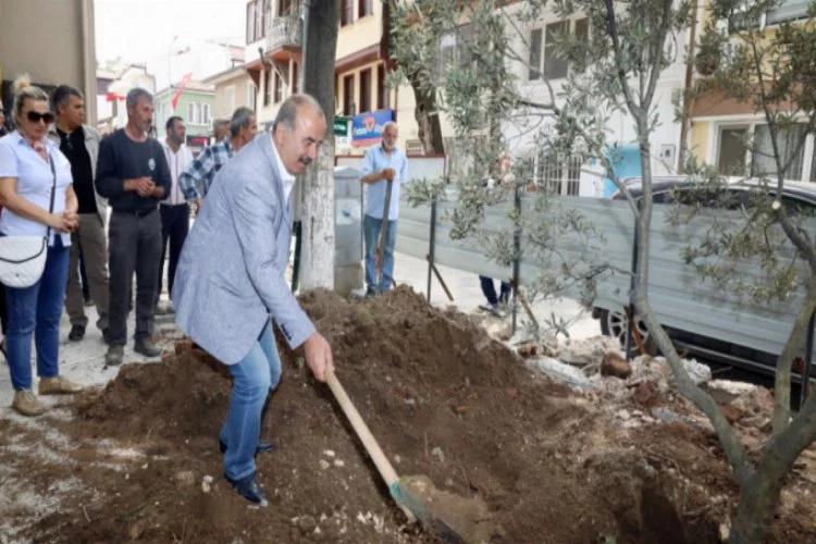 Bursa'da barışın temellerinin atıldığı meydana zeytin ağacı dikildi