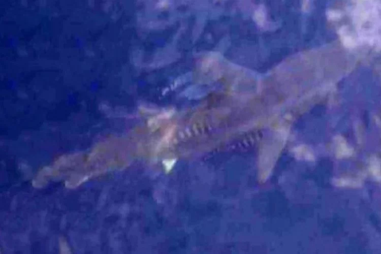 Turizm cennetinde köpek balığı paniği