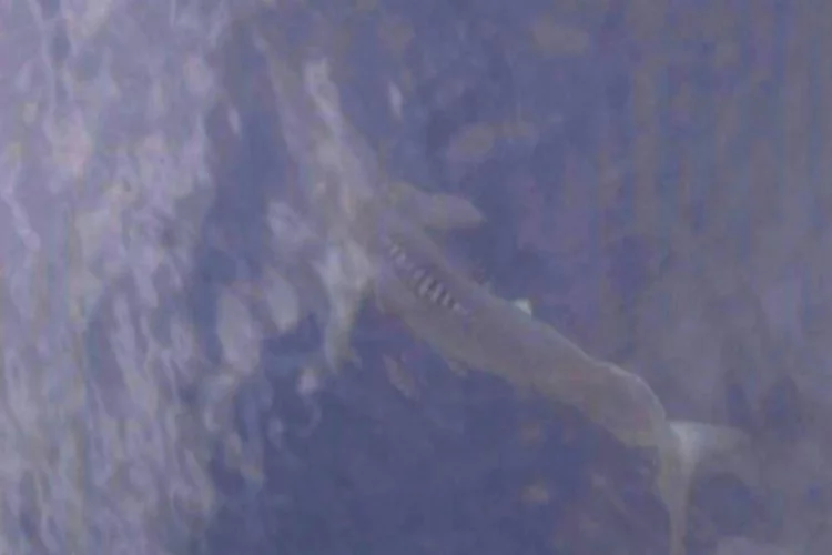 Marmaris'te tatilciler köpek balığı görüntüledi