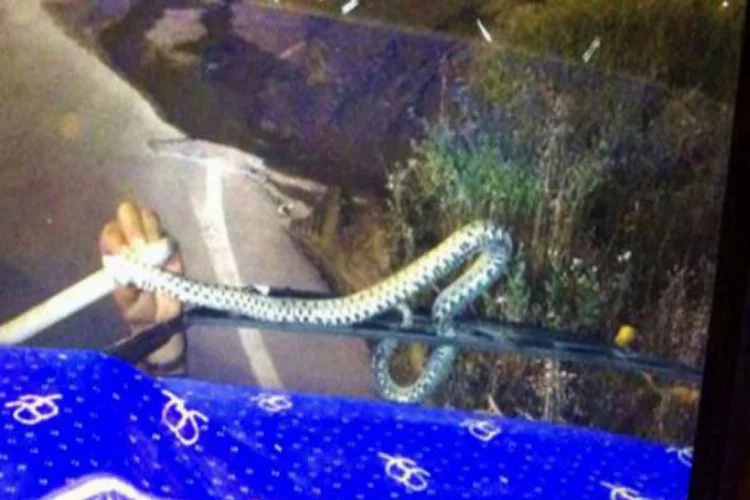 İnanılmaz görüntü! Seyir halindeki TIR'ın sileceğine yılan dolandı