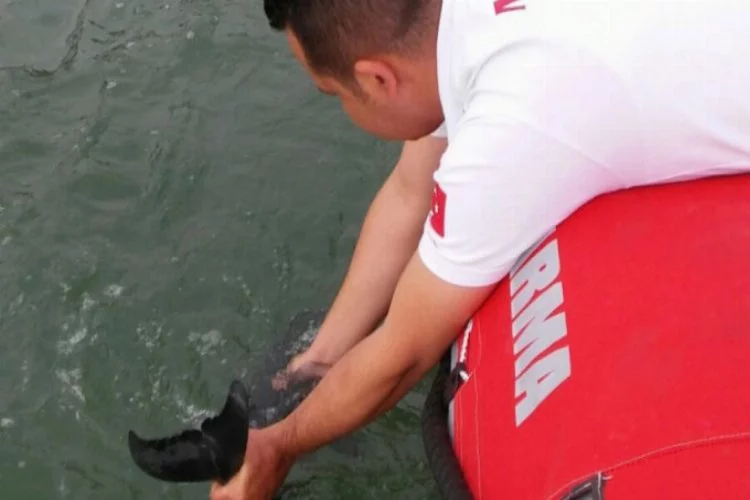 Bursa'da yavru yunus balığını kurtarmak için seferber oldular