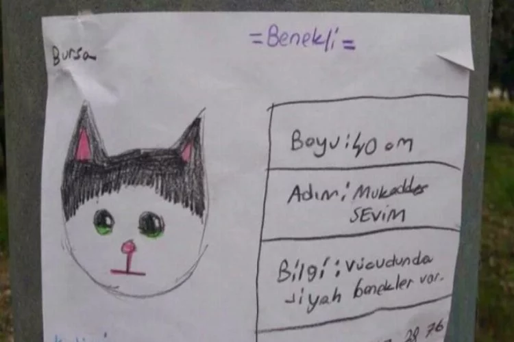 Bursa'da sosyal medyada fenomen olan kayıp kedi bulundu