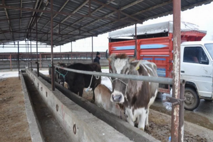 Bursa'daki o hayvan pazarı şap nedeniyle kapatıldı