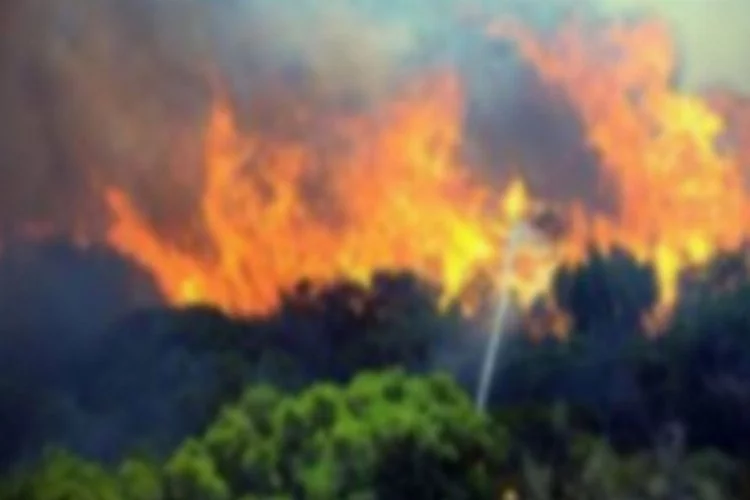 Hatay'da orman yangını