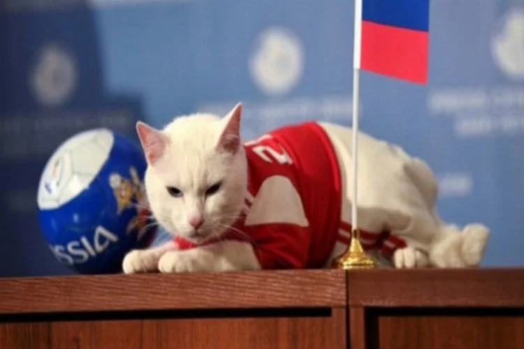 Kahin kedi Dünya Kupası'nda ilk tahminini yaptı