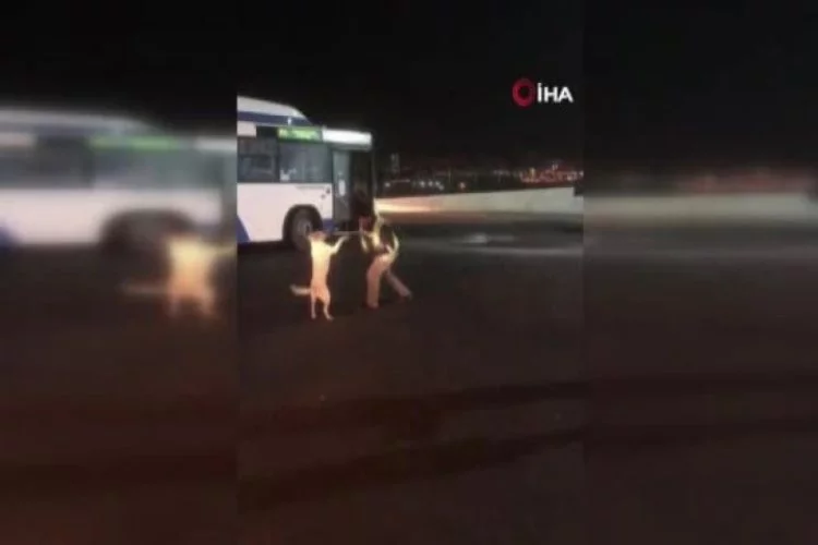 Otobüs şoförünün köpekle yaşadığı eğlenceli anlar kamerada