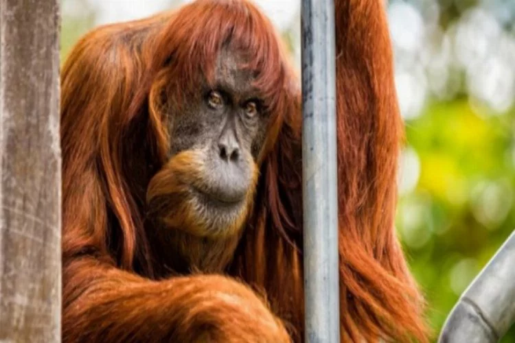 Dünyanın en yaşlı  Sumatra orangutanı öldü