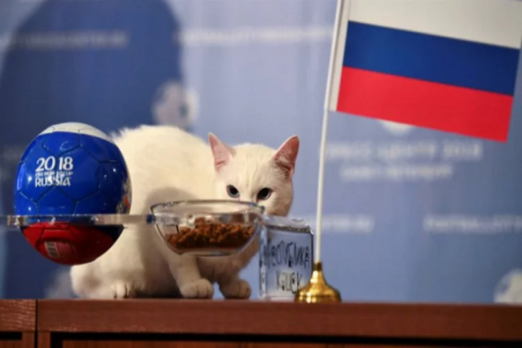 Kahin kediden Rusya-Mısır maçı tahmini