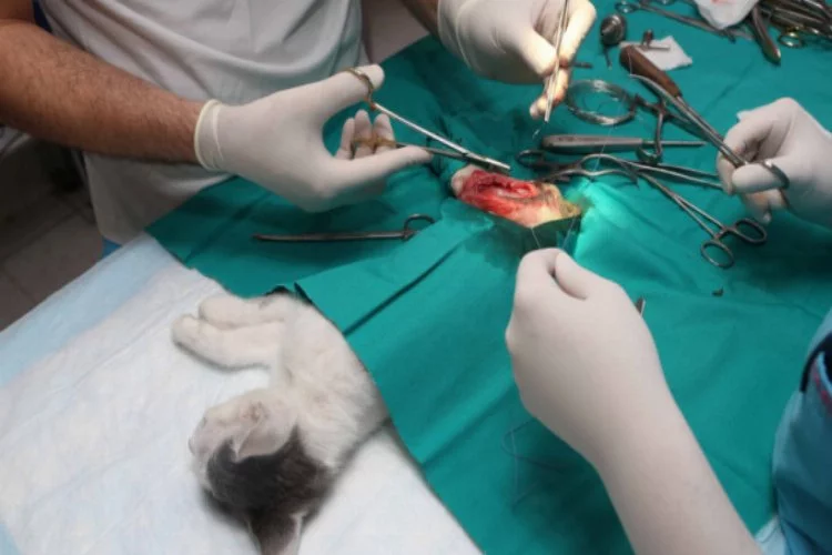 Nilüfer'de bacakları kırık iki kedi ameliyat edildi