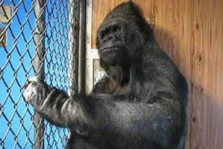 İşaret diliyle konuşan goril Koko yaşamını yitirdi