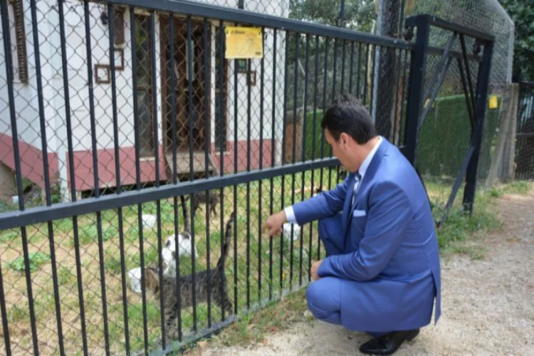 Türkiye'de ilk kedi tedavi ünitesi Bursa'da açılıyor