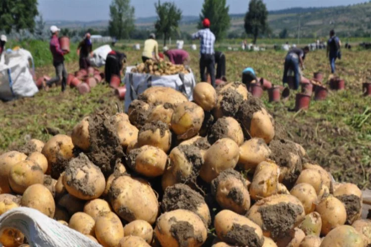 Bursa'da hasat başladı! Patates tarlada 2 lira