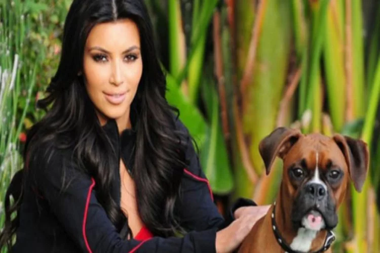 Kim Kardashian köpeğine yapay testis taktırdı
