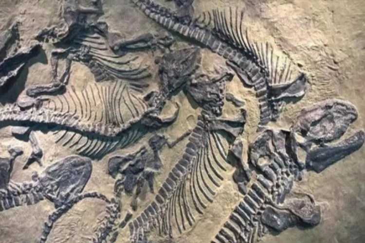 Dev dinazor fosili bulundu!