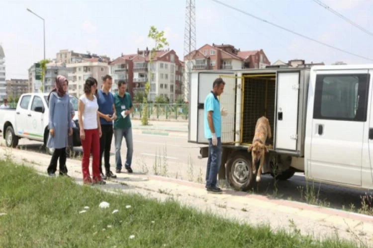 Bursa'da sokak köpekleri tedavinin ardından doğal yaşama alanlarına kavuştular