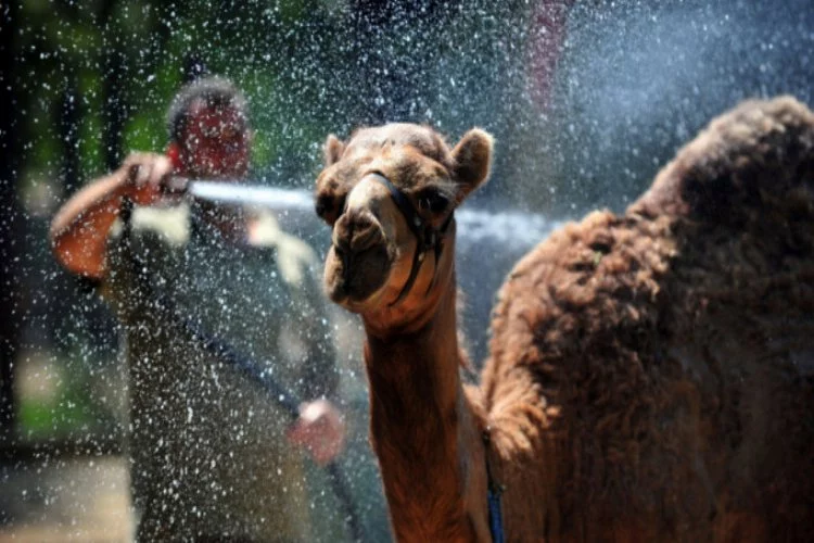 Bursa Hayvanat bahçesi misafirlerinin su keyfi