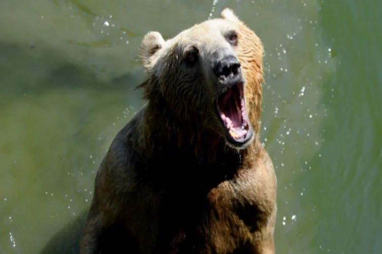 Bursa'da sıcaktan bunalan ayılar böyle keyif yaptı