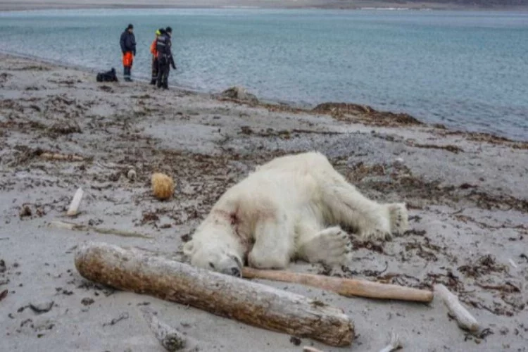Turistik gezi vahşete dönüştü: Kutup ayısı öldürüldü