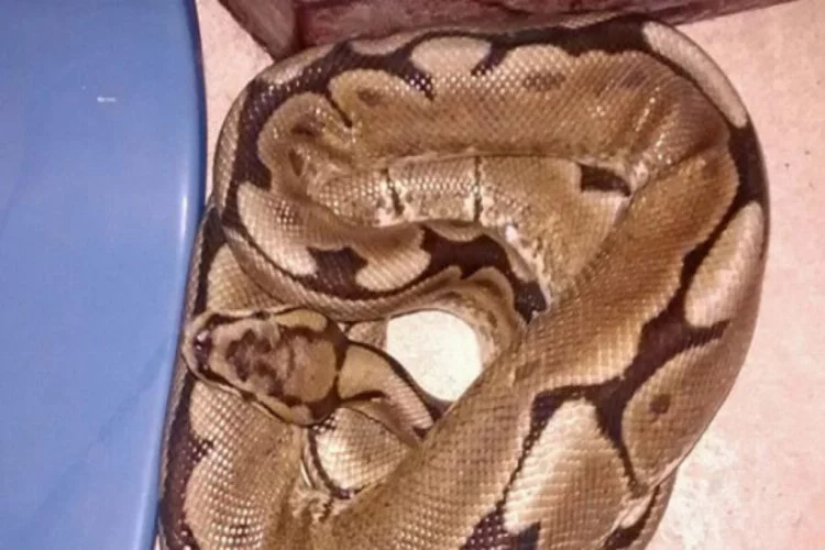 Yatağında bir metrelik yılan buldu!