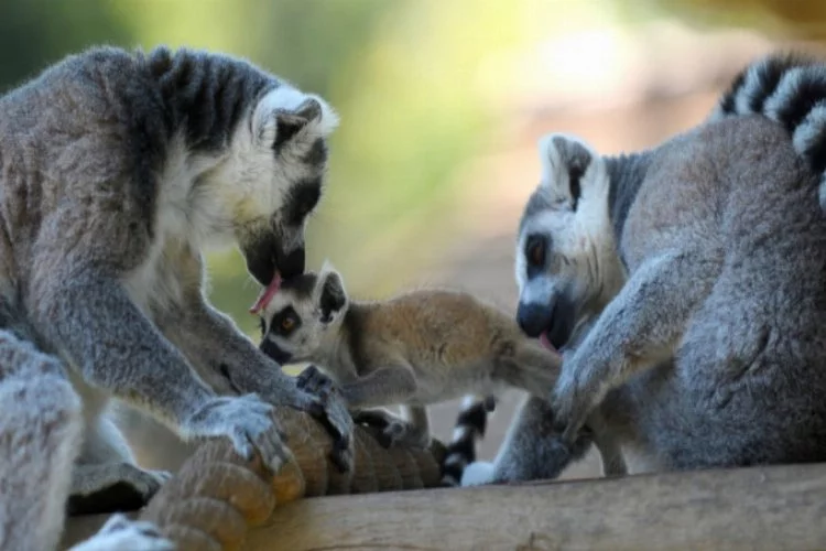 Bursa Hayvanat Bahçesi'nde yavru lemur sevinci