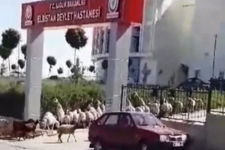 Sadece Türkiye'de olacak olay: Koyunlar hastaneyi bastı!