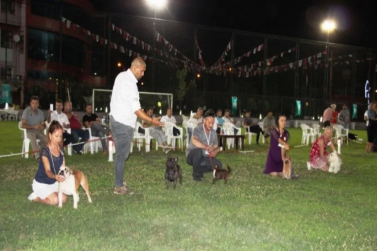 Bursa'da köpekler birincilik için yarıştı