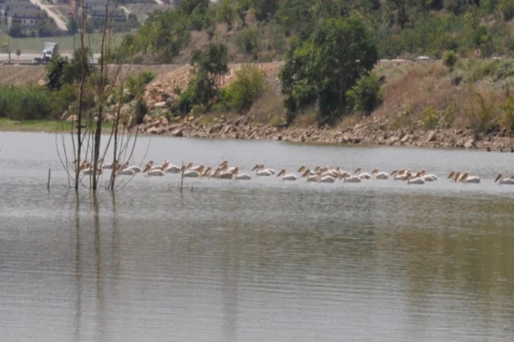 Bursa'daki baraja bu kez pelikanlar geldi