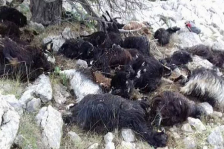 Yıldırım düştü: 31 keçi telef oldu