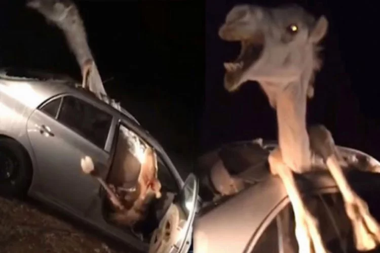 Hızla giden otomobil deveye çarptı