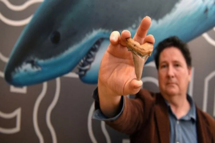 Dev köpek balığı dişi bulundu! Tam 25 milyon yıllık
