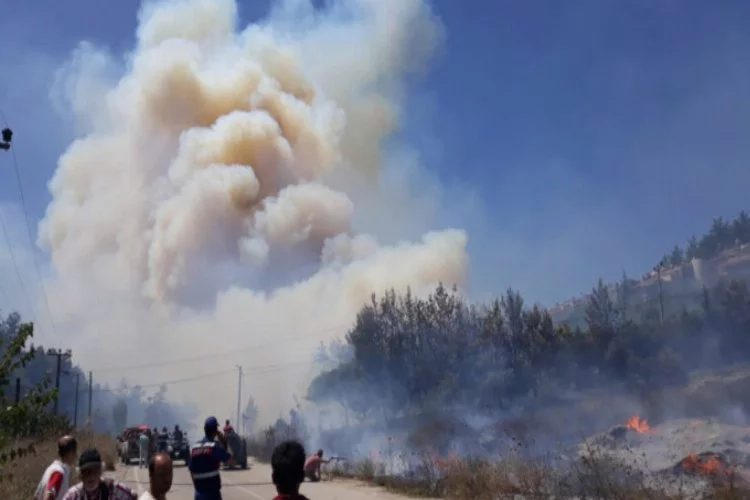 Mudanya'da o bölgede yine orman yangını çıktı