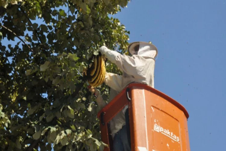 Bursa'da o mahallede arı paniği