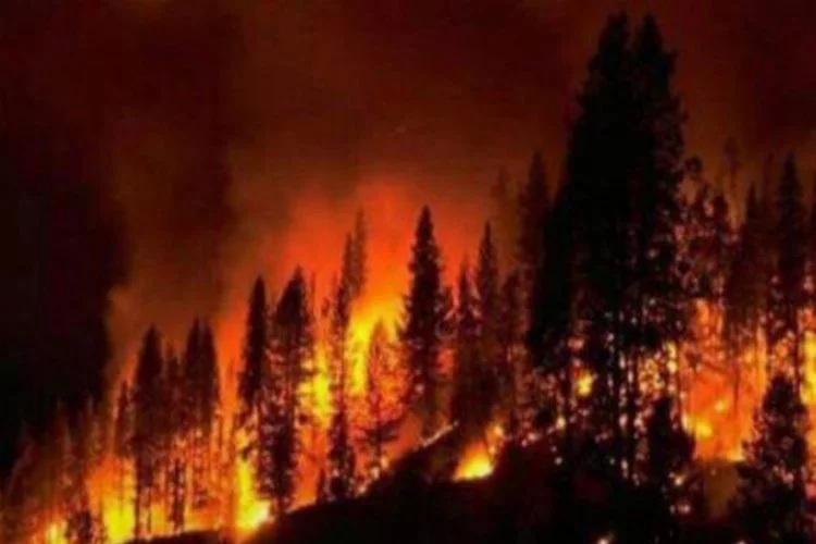 Korkutan orman yangını... Kontrol altına alınamadı