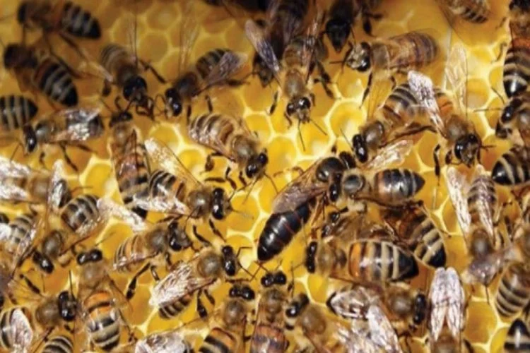 Akıl almaz ölüm! Bahçeye dolaşmaya çıkan kadına arılar saldırdı