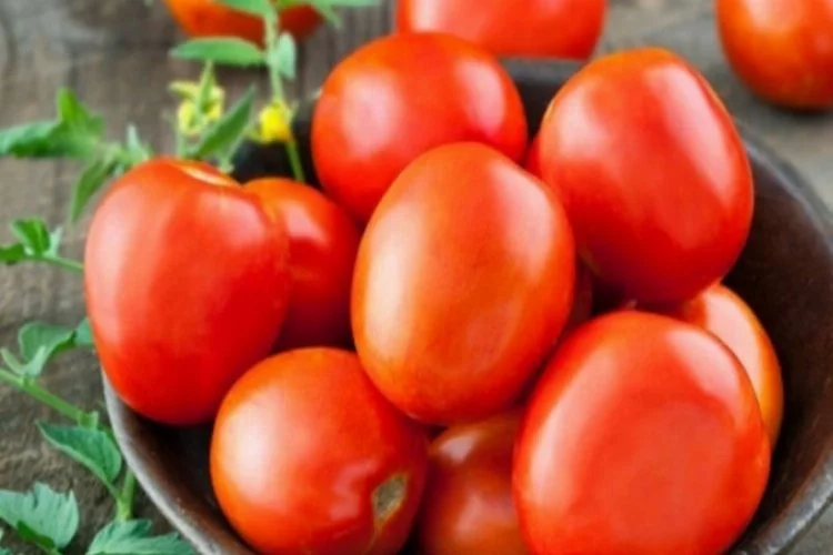 Bursalı üreticiler salçalık domates fiyatlarından memnun