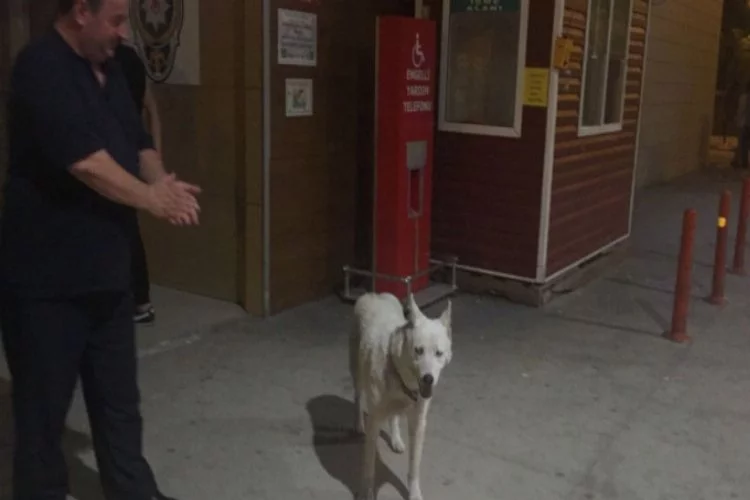 Bursa'da sahibini hastane önünde bekleyen köpek kayboldu
