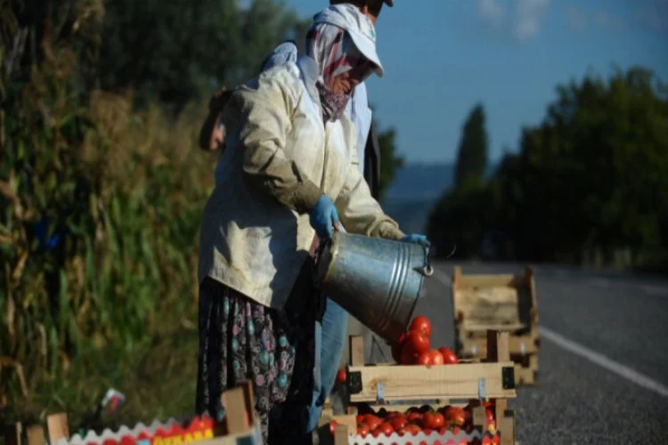 Bursa'da domatesin fiyatı doları solladı!