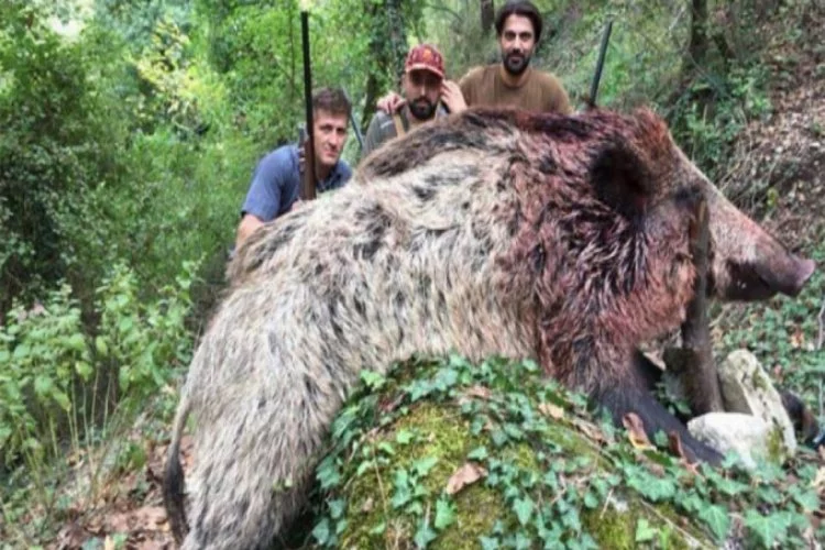 Bursa'da 350 kiloluk domuzu vurup, fotoğraf çektirdiler
