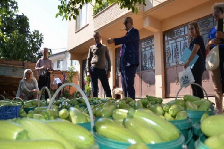 İznik'te üretilen kabaklar yurt dışına ihraç ediliyor