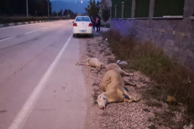 Bursa'da otomobil koyun sürüsünün içine daldı!