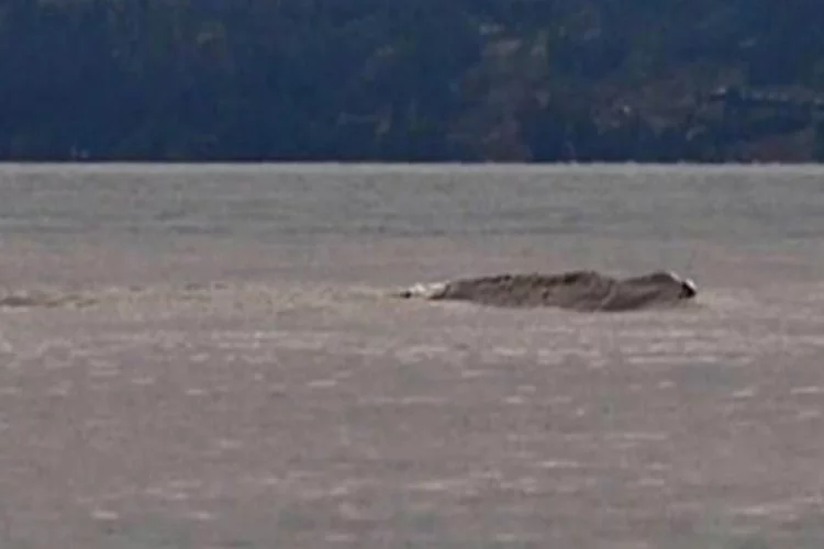 Van Gölü Canavarı 3 yıl aradan sonra tekrar ortaya çıktı