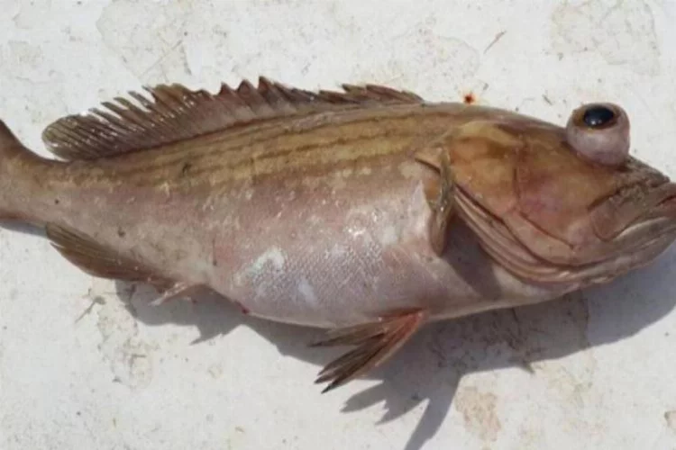 O balık, avlanması yasak türler listesinden çıkartıldı