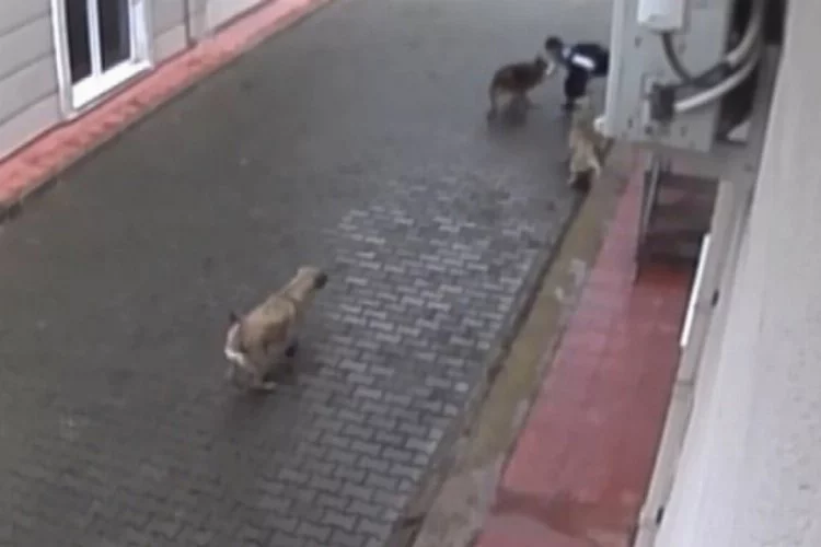 Bursa'da aç köpekler küçük çocuğu öldürüyordu!